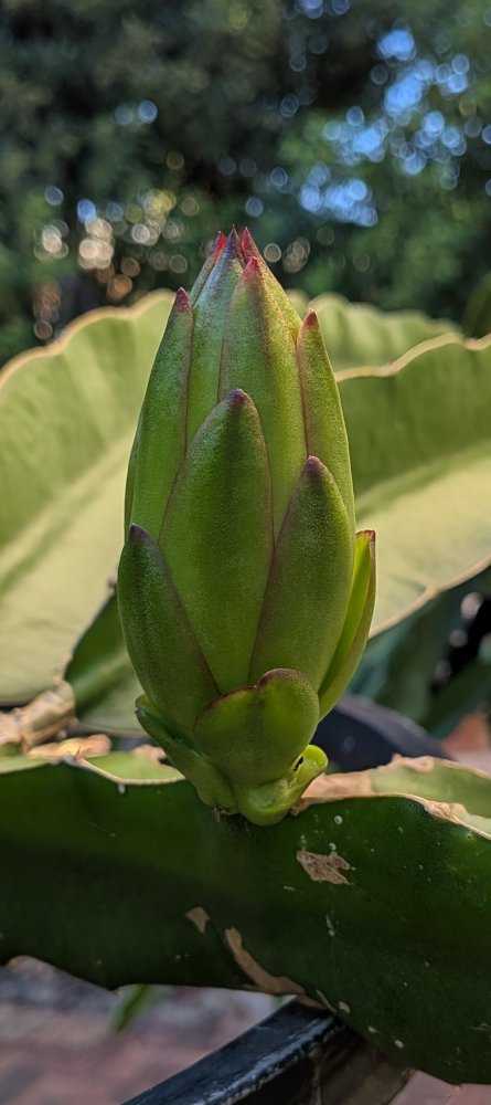 Bigger buds